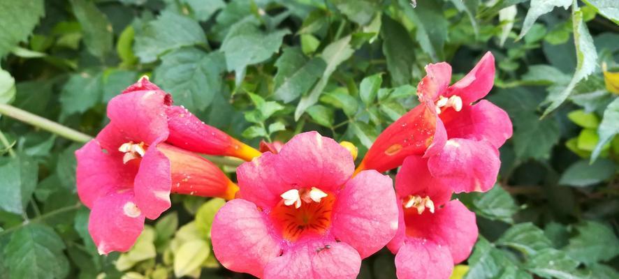 凌霄花花语之美丽绽放（凌霄花的传情之道）