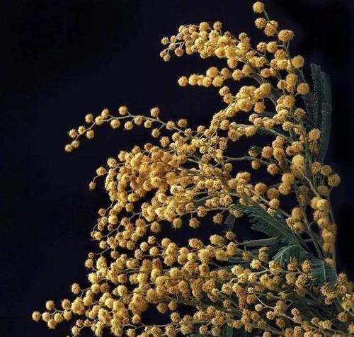 六月菊的花语——深情的守望（揭示六月菊的花语之美）