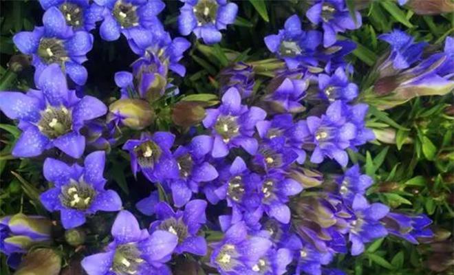 龙胆花（探寻龙胆花的花语及其深层含义）