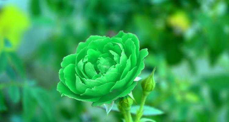 绿玫瑰的花语与意义（探索绿玫瑰的真正含义）