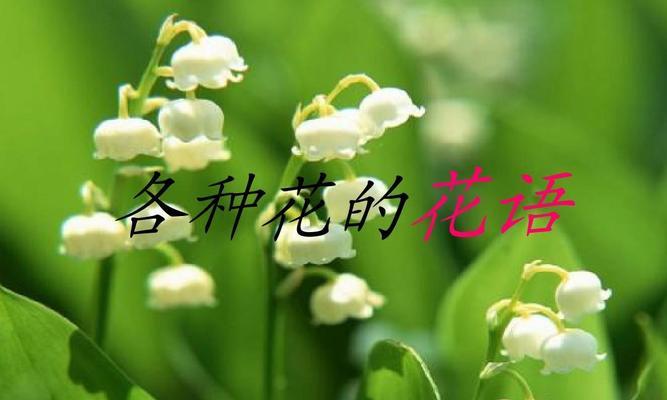 绿色玫瑰的花语（揭开绿色玫瑰隐藏的寓意）