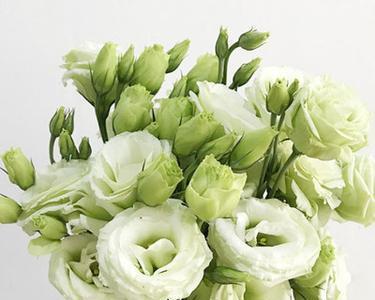 绿色洋桔梗花语（探寻洋桔梗花语背后的美丽含义）