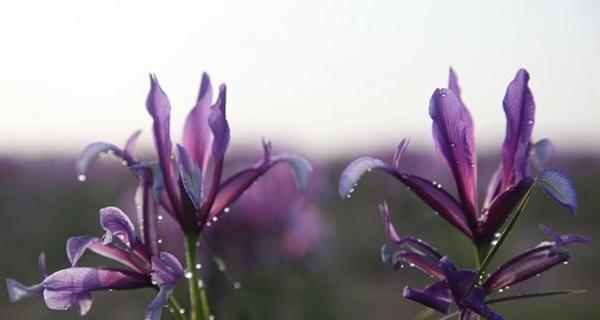 以马兰花花语的深意与传承（探寻马兰花的灵魂）