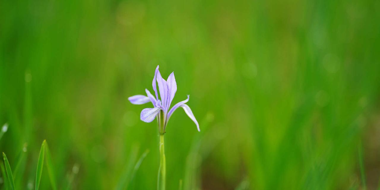 以马兰花花语的深意与传承（探寻马兰花的灵魂）