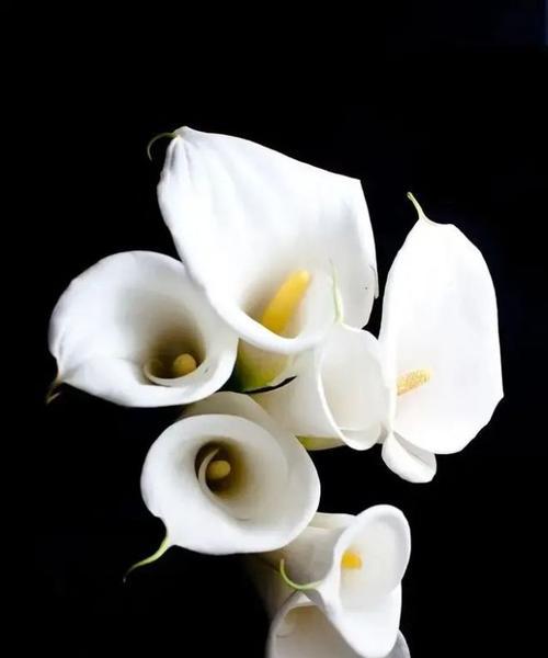马蹄莲花的美丽与寓意（马蹄莲花语探秘——传递爱与坚持的力量）