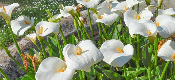 马蹄莲花语之美（探寻马蹄莲花的美丽寓意与文化传承）