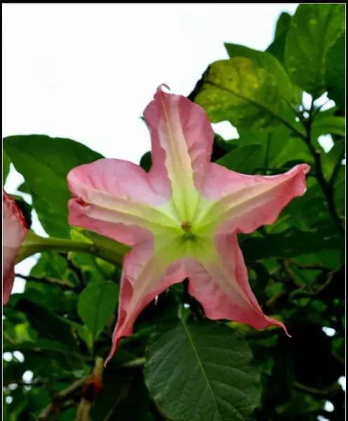 曼陀罗花的美丽与寓意（探索曼陀罗花背后的深意）