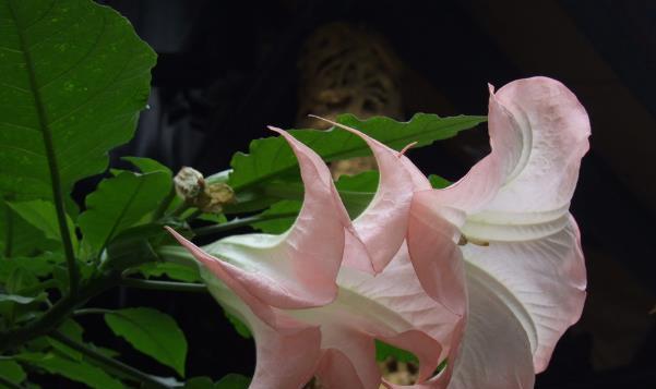 曼陀罗花花语传说（探寻曼陀罗花的神秘之美）