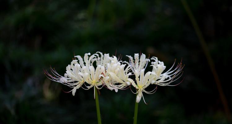 曼陀罗花花语传说（探寻曼陀罗花的神秘之美）