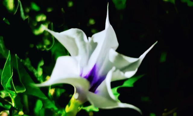 曼陀罗花语与寓意（探索曼陀罗花的内涵）