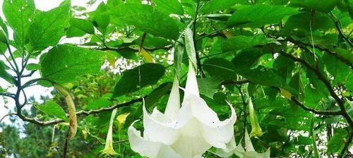 曼陀罗花语——花中的心灵奇迹（探寻曼陀罗花的意义与象征）