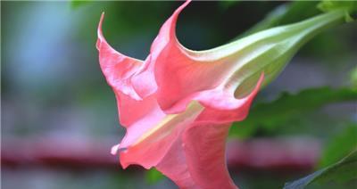 曼陀罗花语——花中的心灵奇迹（探寻曼陀罗花的意义与象征）