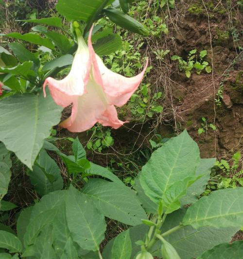 曼陀罗花语（以曼陀罗花语传递情感）