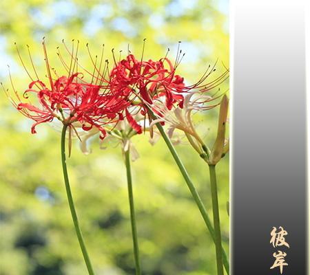 曼陀罗华的奇特之美（探寻曼陀罗华的神秘魅力）