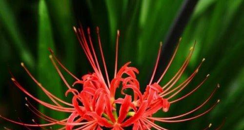 曼陀沙华花语的美丽寓意（探索曼陀沙华的花语与象征意义）