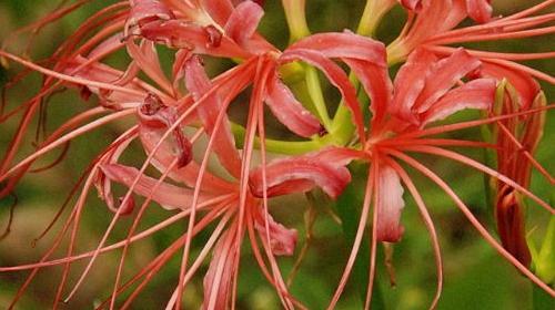 曼陀沙华花语的美丽寓意（探索曼陀沙华的花语与象征意义）