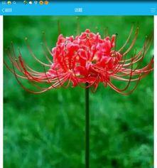 曼珠沙华的花语（曼珠沙华）