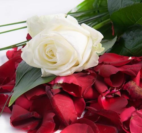 玫瑰花的花语及代表含义（探索玫瑰花的丰富花语）