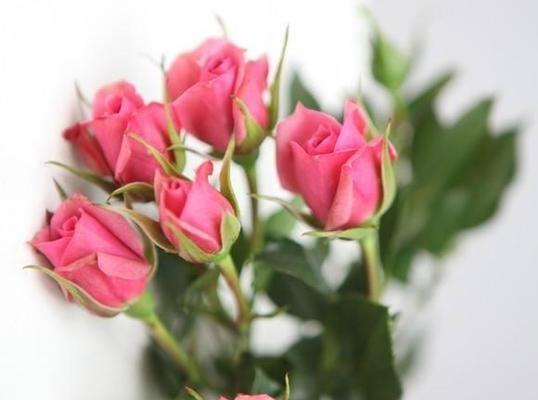 玫瑰花的种类与花语（探索玫瑰花的不同品种和寓意）