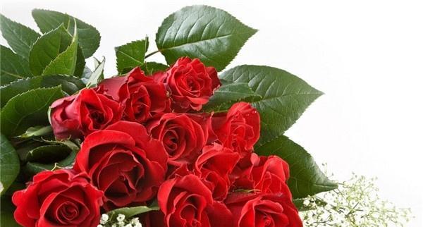 花语之美——玫瑰数量的象征意义（探究玫瑰花的花语和代表意义）