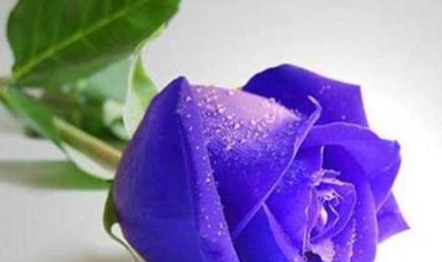 花语之美——玫瑰数量的象征意义（探究玫瑰花的花语和代表意义）