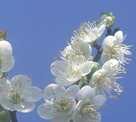 梅花花语的深刻寓意与传承之美（探索梅花花语的历史渊源与文化价值）