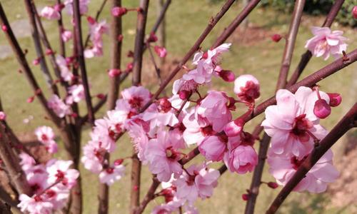 梅花花语的深刻寓意与传承之美（探索梅花花语的历史渊源与文化价值）