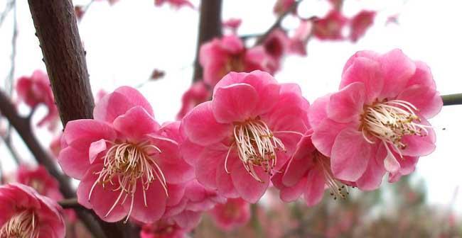 梅花的象征意义与美丽传说（揭开梅花文化的神秘面纱）