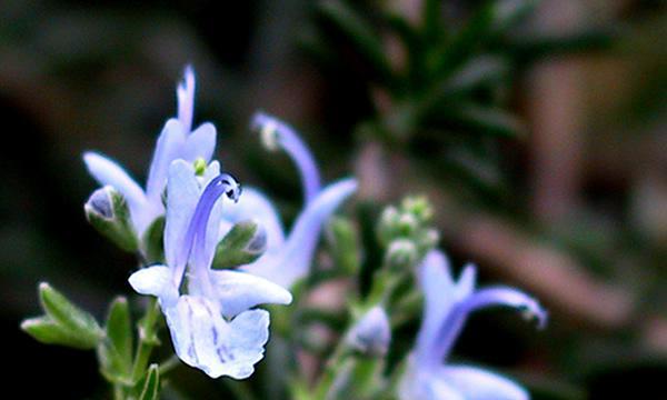 迷迭香之美（探寻迷迭香的芬芳与神奇）