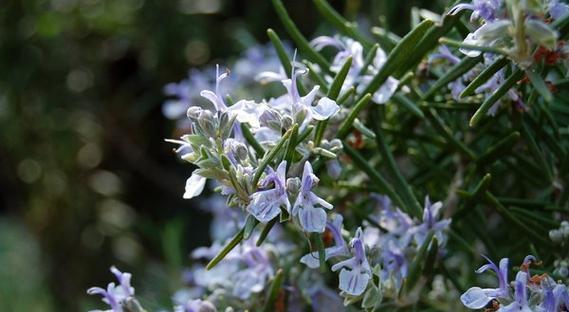 迷迭香花语（追寻迷迭香的芬芳）