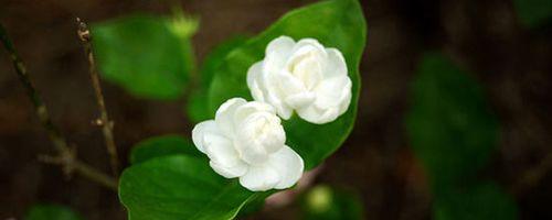 茉莉花花语揭示的深意（茉莉花的花语及其象征的含义）