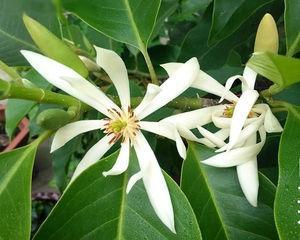 如何给白兰花施肥（了解白兰花的肥料需求）