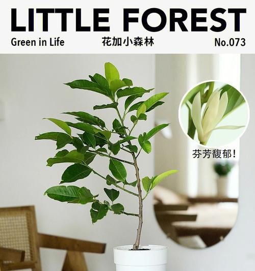 白兰花适合在室内养吗（探究白兰花在室内养护的方法及注意事项）