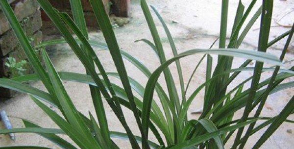 为什么白兰花不开花（原因分析及解决方法）