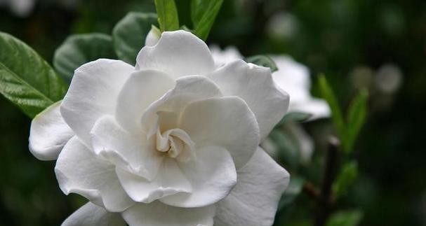 为什么白兰花不开花（原因分析及解决方法）