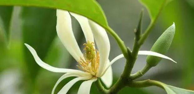 白兰花是喜阴还是喜阳（探究白兰花生长环境的关键因素）