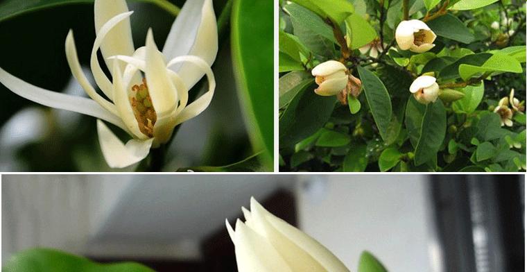 白兰花是喜阴还是喜阳（探究白兰花生长环境的关键因素）