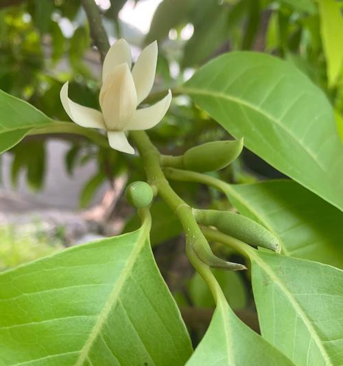 白兰花香味有毒吗？——揭开神秘的白兰花
