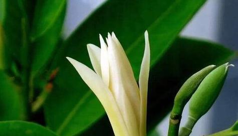 白兰花香味有毒吗？——揭开神秘的白兰花