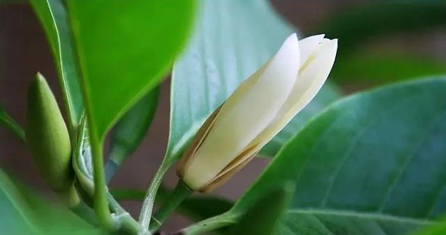 白兰花香味有毒吗？——揭开神秘的白兰花