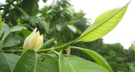 如何解决白兰花叶子发黄问题（白兰花养护技巧）