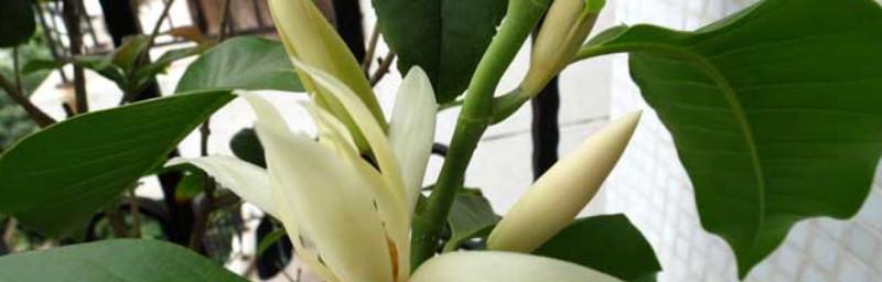 白兰花叶子发蔫的原因及补救方法