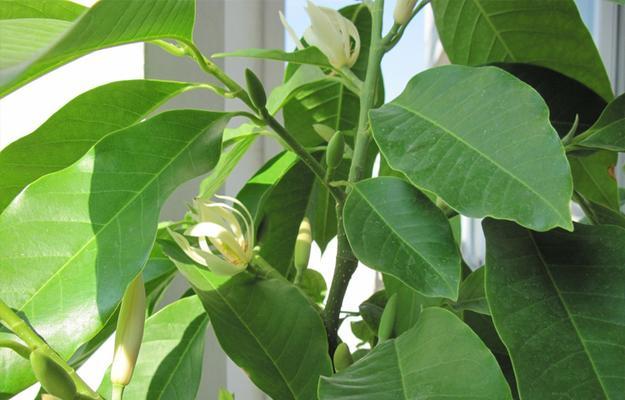 白兰花叶子下垂原因及解决方法（白兰花叶子下垂该如何处理）