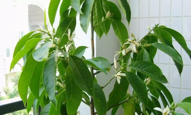 白兰花叶子下垂原因及解决方法（白兰花叶子下垂该如何处理）