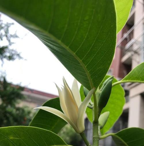 白兰花的开花频率及管理方法（掌握白兰花的开花秘诀）