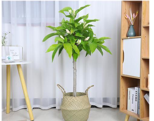 白兰花（如何选择更适合白兰花生长的盆）