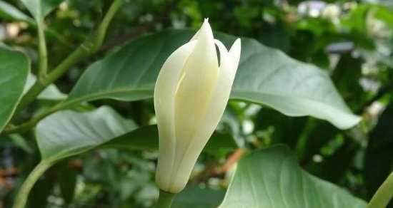 室内种白兰花，要注意它有毒（白兰花的毒性和安全注意事项）