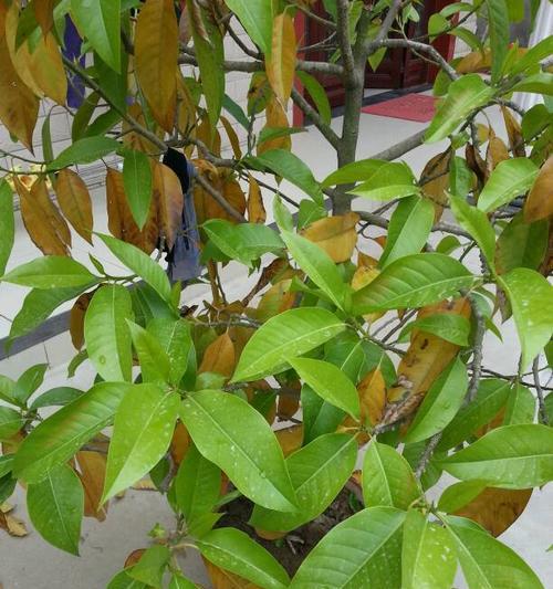 室内种白兰花，要注意它有毒（白兰花的毒性和安全注意事项）