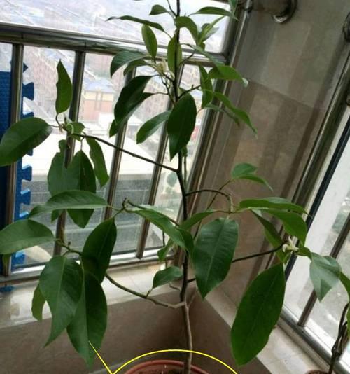 白兰花修剪指南（学会正确修剪白兰花）
