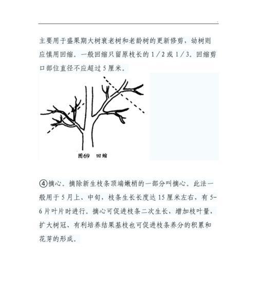 白兰花修剪指南（学会正确修剪白兰花）